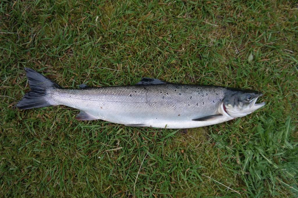 Holmset Camping And Fishing Namdalseid Esterno foto
